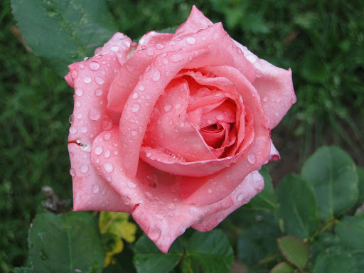 http://lh5.ggpht.com/_W3Yz6GwnBCQ/TA_LZdMQf7I/AAAAAAAAILg/3rPt9spmTmU/s512/DSC08587.JPG