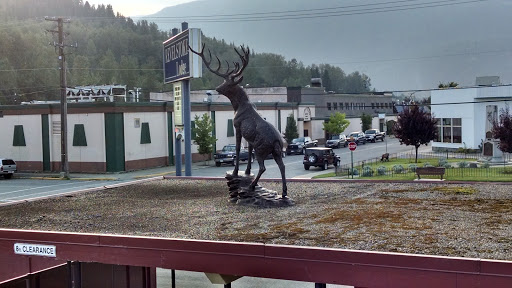 Stag on Top of Revelstoke Lodge