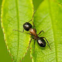 Sugar Ant
