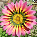 Treasure Flower