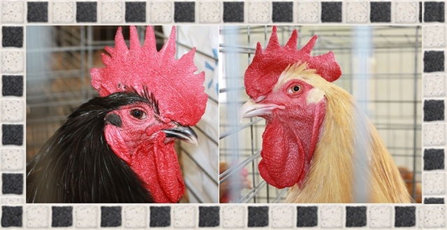 [roosters1[4].jpg]