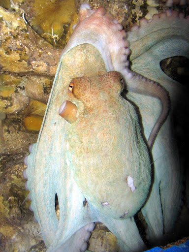 pulpo