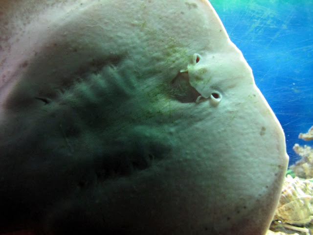Temblaera