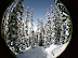 Snowy Trees.