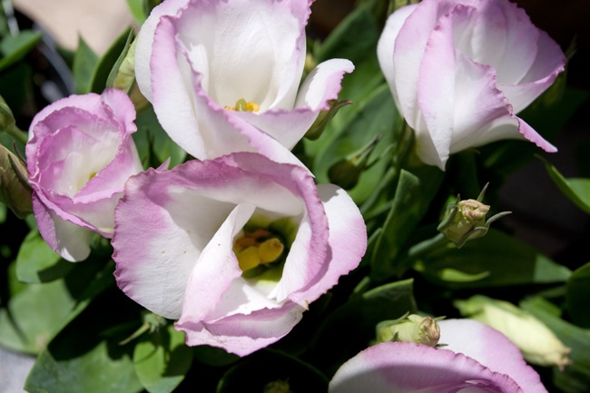 Licianthus