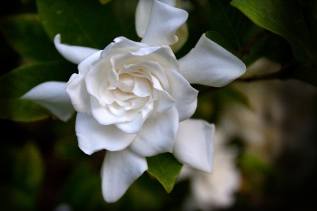 Gardenia-5