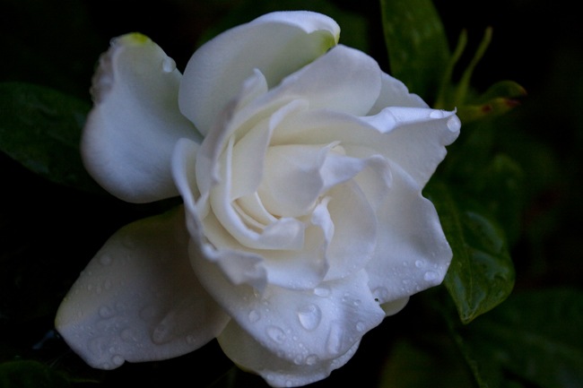 Gardenia-6