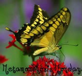 [butterfly-09-t-1[3].jpg]
