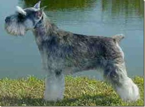 schnauzer-miniatura-07 schnauzer-miniatura-07