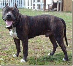 pit_bull_01 pit_bull_01