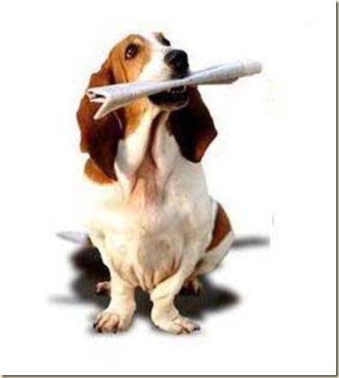 Adiestramiento de perros beagle6 Adiestramiento de perros beagle6