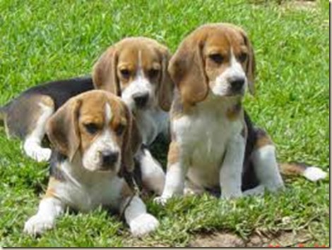 Adiestramiento de perros beagle87