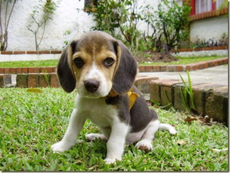 Adiestramiento de perros beagle13