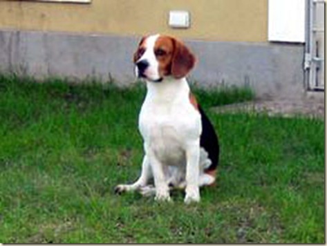 beagle-sentado