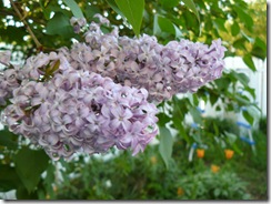 lilacs and blue light 057