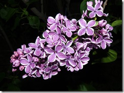 lilacs and blue light 007