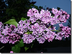 lilacs and blue light 013