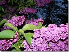 lilacs and blue light 021