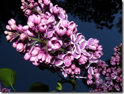 lilacs and blue light 034