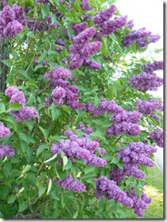 lilacs and blue light 048