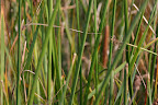 Reeds and grasses, Alviso Slough