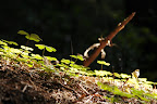 Growth on a fallen redwood tree