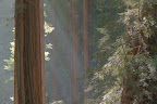 Shadow and trees