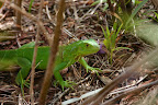 Green iguana hiding in the shrubs