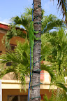 Green iguana climbing a tree