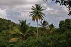 Rainforest canopy in Grenada