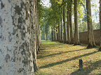Birch grove, Ch�teau de Versailles