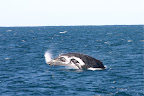 Whale head