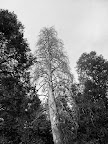 Black branches