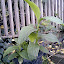 San Antonio Mystery Plant