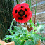 ladybird poppy