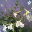 Nicotiana alata 'grandiflora' white