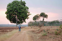 Blue Bicycle, Big Round Tree This tree near St. Gabriel's Hospital in Namitete, Malawi, has the roundest foliage I have ever seen on a tree that has never been trimmed. If you had a tall enough ladder you could make a tree look like this, but sometimes nature just gives us these perfect accidents.
