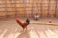 Prince, the Rooster, and their Fishing Poles We made this big stack of bamboo fishing poles on a Friday afternoon. You use a machete to cut down a thin bamboo tree that is about fifteen feet long. Then you tie a piece of fishing line to the tip so that the line is just as long as the pole and when you stick the hook in the pole handle, the line stays tight and does not tangle. Just to be sure the line is tied on well, you cut a strip of inner tube rubber that is about as wide as a shoelace, and you wrap it very tight around the tip where the line is tied on. You can see we made a bunch of poles so that each of us could have a couple in the water at once. We were getting ready to head out Saturday morning and Deus had just shown me the pot of worms he collected when this big rooster walked by. It made me think about how small his son Prince is, so I took a picture.