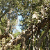 banyan delawadi.jpg