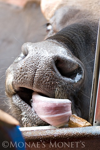 [Cow tongue eating blog[4].jpg]