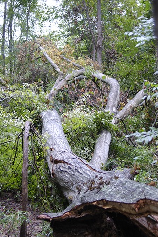 [tree over creek blog[3].jpg]