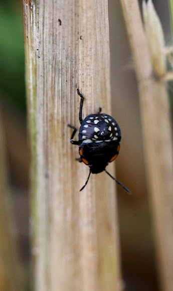 Spotting Image 1