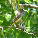 Great Crested Flycatcher
