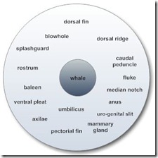 KM - whale - circle map
