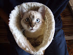 Кошка Элис