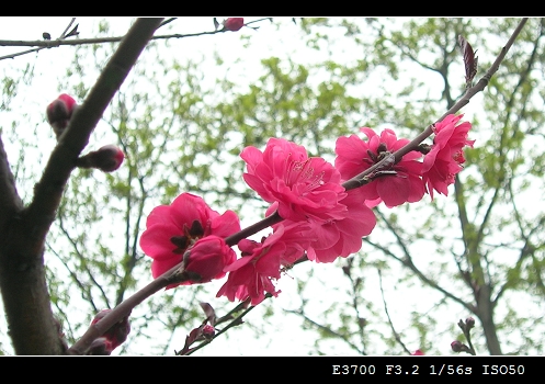 扬州的桃红柳绿