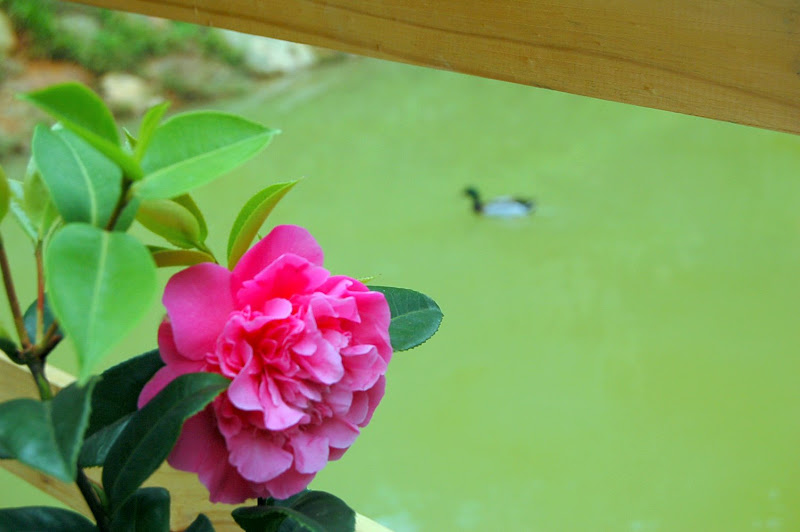 http://lh5.ggpht.com/_WYCRhrQPuBA/S5YuwBNebwI/AAAAAAAABH0/v08NaO1kB3s/s800/DSC_5596.JPG