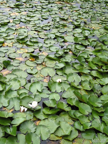 [can you see the turtles[5].jpg]