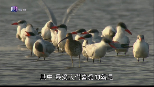 0228150127DVB-T公共電視 Hi_HD.jpg