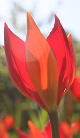 tulipa-sprengeri